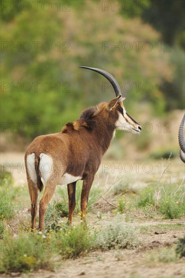 Sable antelope (Hippotragus niger), portrait, in the dessert, captive, distribution Africa