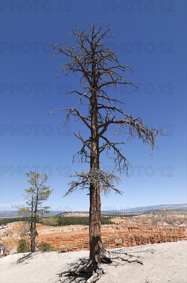 Tree at the canyon rim, Bryce Canyon National Park, Utah, USA, North America