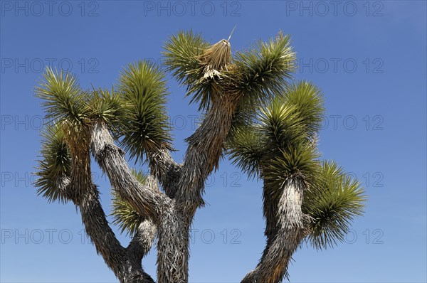 Joshua trees (Yucca brevifolia), Joshua Tree National Park, Palm Desert, Southern California, USA, North America