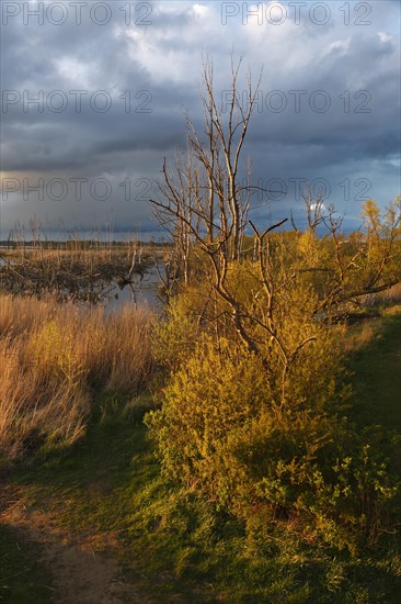 Wetland biotope in the Peene Valley, overwatered meadows, rare habitat for endangered plants and animals, Grosser Rosin nature reserve, rewetting of agricultural land, important breeding area for rare birds, Peene Valley River Landscape nature park Park, Mecklenburg-Western Pomerania, Germany, Europe