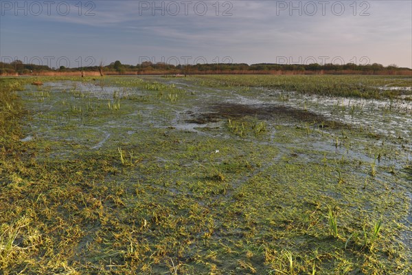 Wetland biotope in the Peene valley, waterlogged meadows, rare habitat for endangered plants and animals, Flusslandschaft Peenetal nature park Park, Mecklenburg-Western Pomerania, Germany, Europe