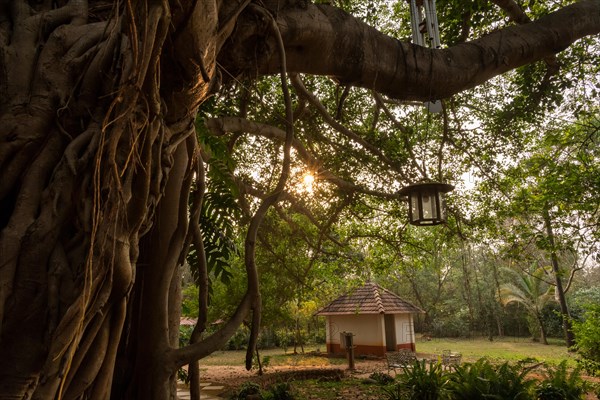 Banyan Tree, Central Guest House, future city Auroville, near Pondicherry or Puducherry, Tamil Nadu, India, Asia