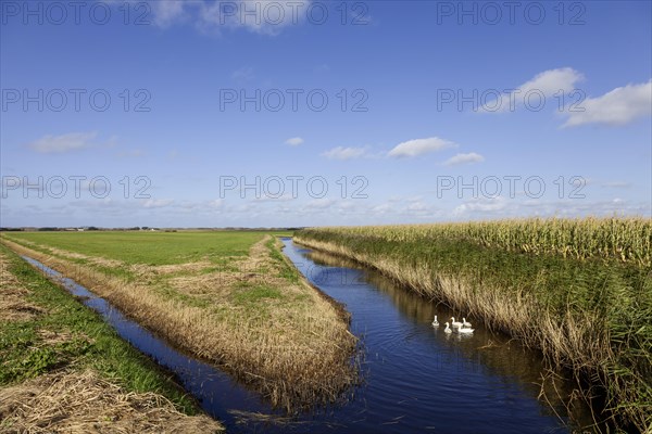 Landscape on Texel, West Frisian Island, Province of North Holland, Netherlands