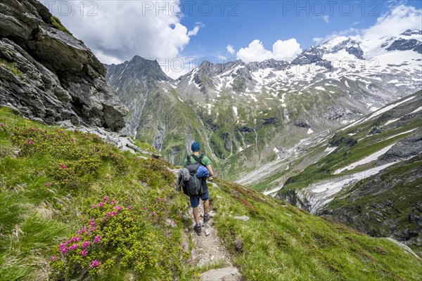 Mountaineer on hiking trail in picturesque mountain landscape with blooming alpine roses, in the background mountain peak Grosser Loeffler with glacier Floitenkees, valley Floitengrund, Berliner Hoehenweg, Zillertal Alps, Tyrol, Austria, Europe
