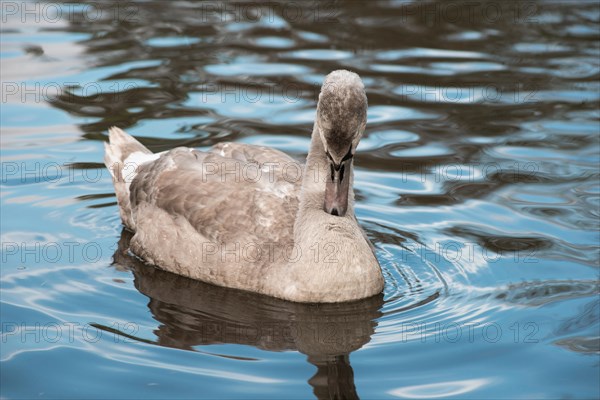 Young grey mute swan (Cygnus olor), young bird swimming peacefully on the water and preening its plumage, plumage care, light waves all around, Hesse, Germany, Europe