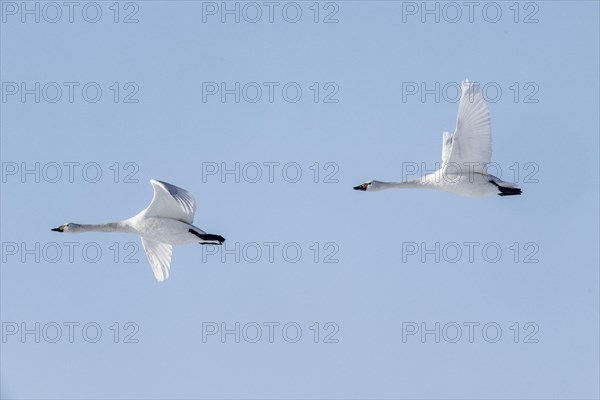 Tundra swans (Cygnus bewickii), flying, Emsland, Lower Saxony, Germany, Europe