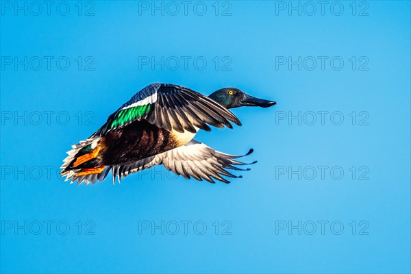 Northern Shoveler, Spatula clypeata, male in flight over marshes