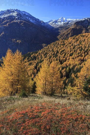 Golden larches in front of snow-covered mountain peaks, autumn, sun, Hohe Tauern National Park, Carinthia, Austria, Europe