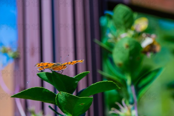 The comma butterfly with black spotted wings resting on leaf of green plant