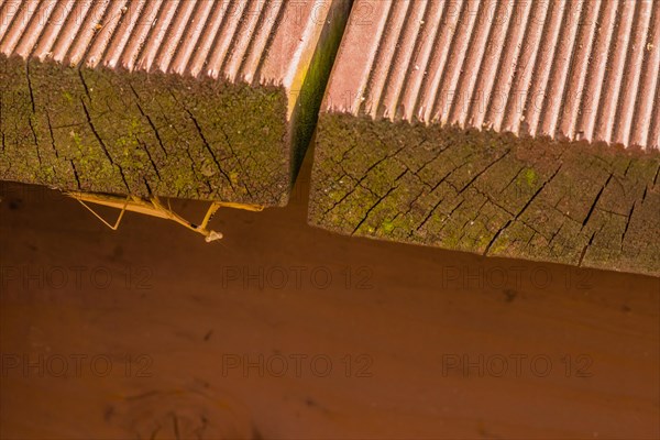 Pray mantis trying to hide on underside of wooden walkway looking at camera