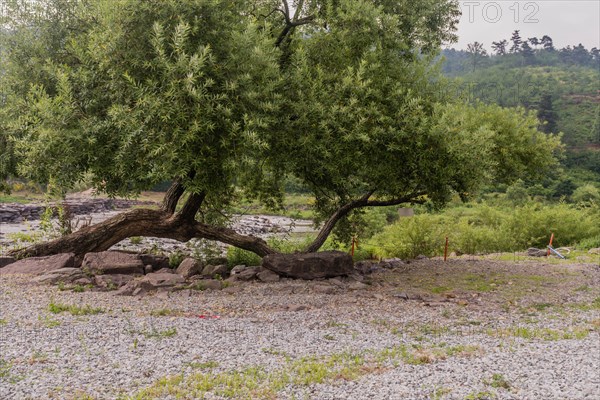 Large boulder placed under tree as bench for tourists to rest in South Korea