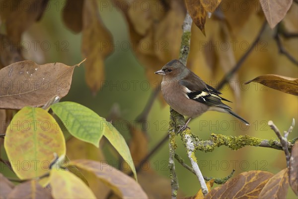 European chaffinch (Fringilla coelebs) adult male bird amongst autumn leaves of a garden Magnolia tree, Suffolk, England, United Kingdom, Europe