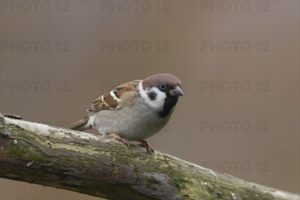 Tree sparrow (Passer montanus) adult bird on a tree branch, Cambridgeshire, England, United Kingdom, Europe