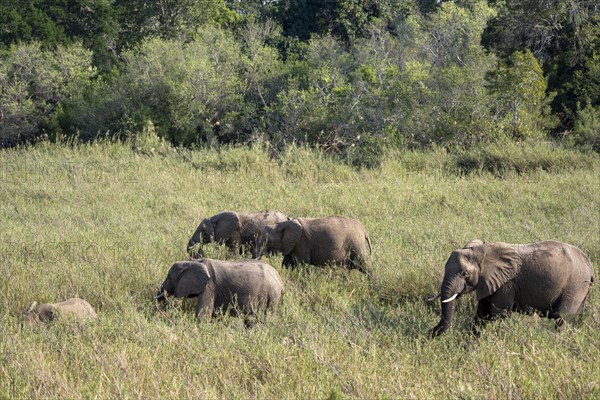 A herd of elephants (Loxodonta africana) walks through the grassland, near Lower Sabie Rest Camp, Kruger National Park, South Africa, Africa
