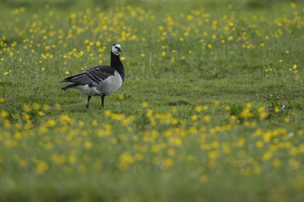 Barnacle goose (Branta leucopsis) adult bird standing on grassland with flowering Buttercups, Lincolnshire, England, United Kingdom, Europe