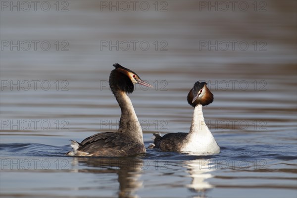 Great crested grebe (Podiceps cristatus) two adult birds performing their courtship display on a lake, Suffolk, England, United Kingdom, Europe