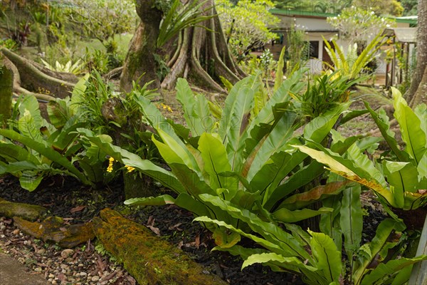 Orchid and bromeliad flower beds in botanical garden, selective focus, copy space, malaysia, Kuching orchid park