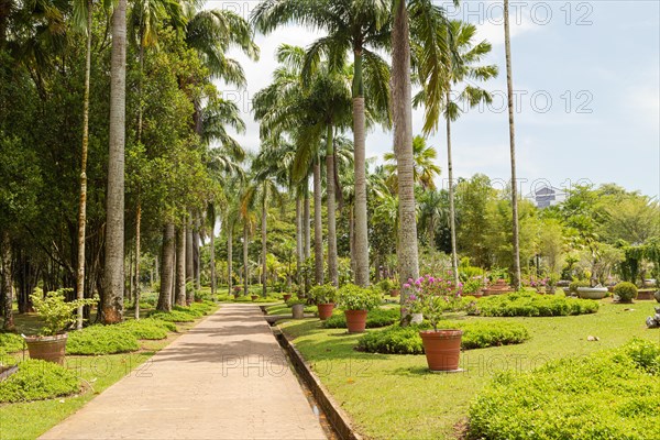 Palm collection in city park in Kuching, Malaysia, tropical garden with large trees and lawns, gardening, landscape design. Daytime with cloudy blue sky, Asia