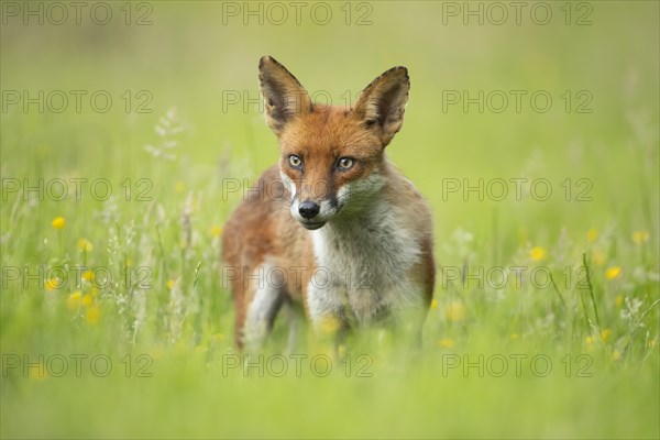 Red fox (Vulpes vulpes) adult stood in a summer meadow with flowering Buttercups, Essex, England, United Kingdom, Europe