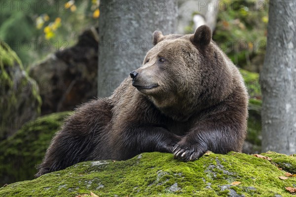 Brown bear (Ursus arctos) lying on a rock covered with moss, captive, Germany, Europe