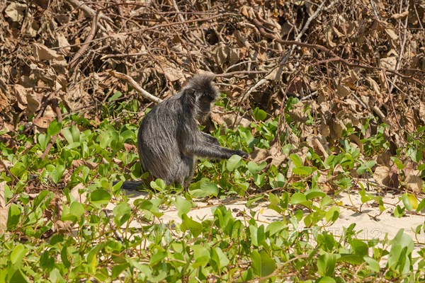 Silvery lutung or silvered leaf langur monkey (Trachypithecus cristatus) feeding in Bako national park on the sand beach. Borneo, Malaysia, Asia