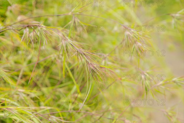 Grass green natural background. Campuhan ridge walk, Bali, Indonesia, track on the hill Travel, tropical, selective focus, Asia