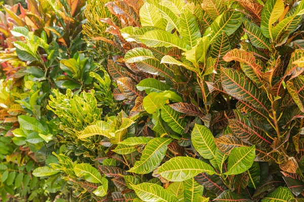 Colorful pink, green, yellow Croton leaves Background, sunny day at tropical park, selective focus, copy space