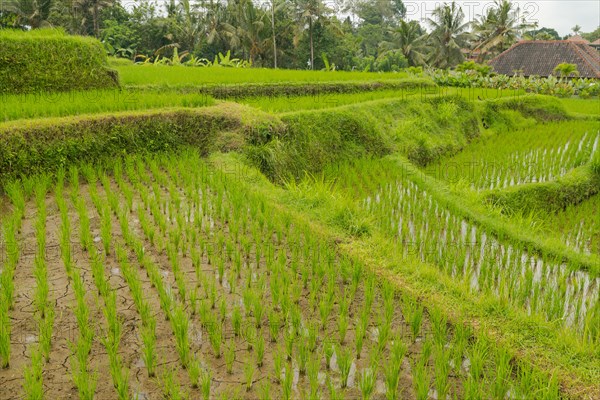 Rice terraces, Campuhan ridge walk, Bali, Indonesia, track on the hill with grass, large trees, jungle and rice fields. Travel, tropical, Ubud, Asia