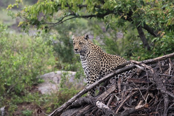 Leopard (Panthera pardus), adult, observed, alert, Sabi Sand Game Reserve, Kruger NP, Kruger National Park, South Africa, Africa