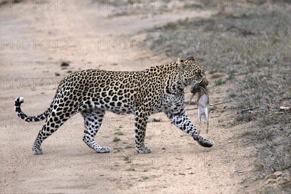 Leopard (Panthera pardus), adult, carrying prey, running, Sabi Sand Game Reserve, Kruger NP, Kruger National Park, South Africa, Africa