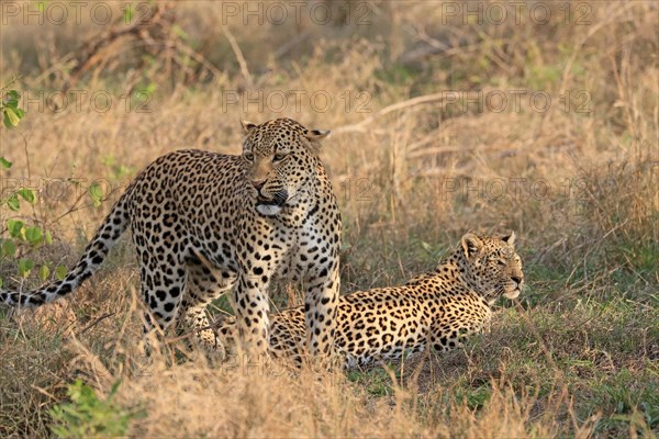 Leopard (Panthera pardus), adult, pair, alert, Sabi Sand Game Reserve, Kruger NP, Kruger National Park, South Africa, Africa