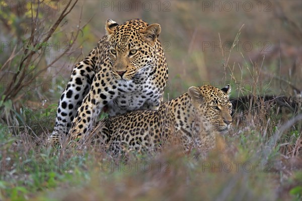 Leopard (Panthera pardus), adult, pair, mating, Sabi Sand Game Reserve, Kruger NP, Kruger National Park, South Africa, Africa