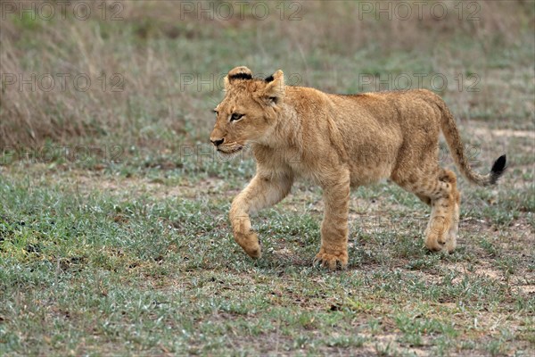 Lion (Panthera leo), young, stalking, alert, Sabi Sand Game Reserve, Kruger National Park, Kruger National Park, South Africa, Africa