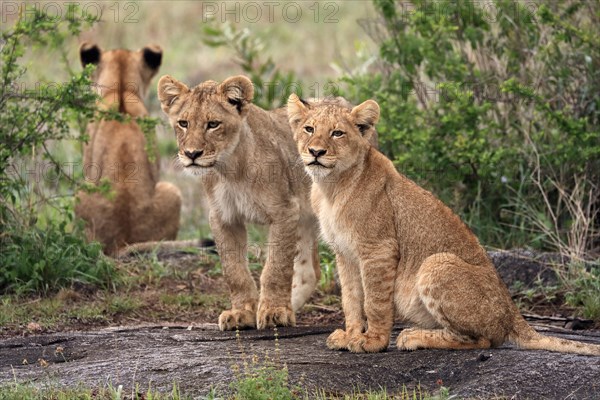 Lion (Panthera leo), cubs, three, siblings, vigilant, Sabi Sand Game Reserve, Kruger National Park, Kruger National Park, South Africa, Africa