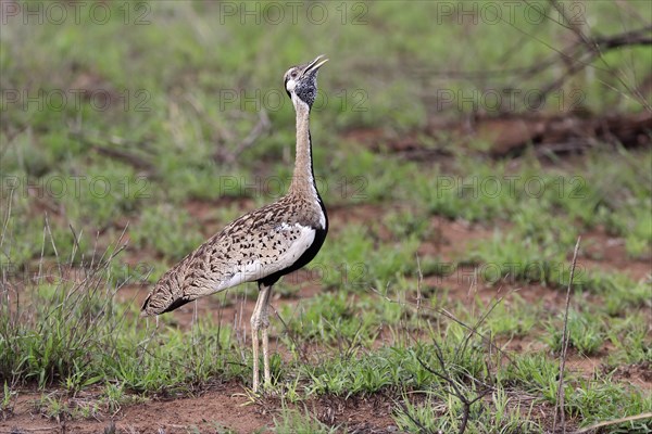 Red-crested Bustard, (Lophotis ruficrista), adult, calling, Kruger National Park, Kruger National Park, South Africa, Africa