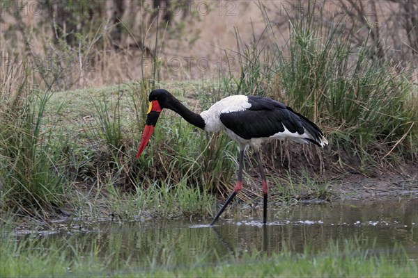 Saddle-billed stork (Ephippiorhynchus senegalensis), adult, foraging, in the water, Sabi Sand Game Reserve, Kruger National Park, Kruger National Park, South Africa, Africa