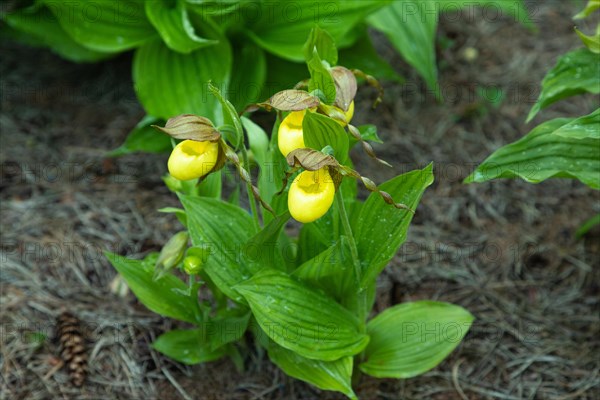 Beautiful orchid flowers of yellow color with green leaves in the garden. Lady's-slipper hybrids. Close up