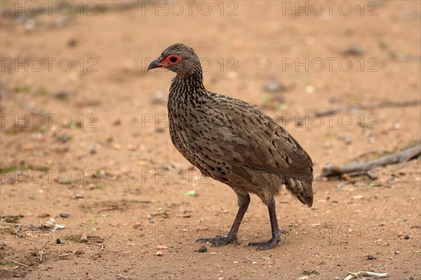 Swainson's spurfowl (Pternistis swainsonii), adult, foraging, vigilant, Kruger National Park, Kruger National Park, South Africa, Africa