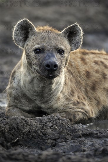 Spotted hyena (Crocuta crocuta), adult, portrait, alert, Sabi Sand Game Reserve, Kruger National Park, Kruger National Park, South Africa, Africa