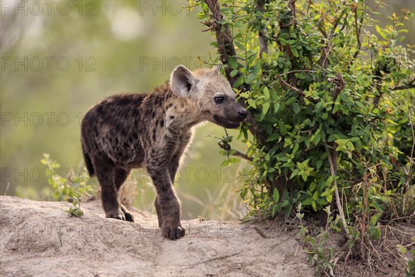 Spotted hyena (Crocuta crocuta), young animal, at the den, vigilant, Kruger National Park, Kruger National Park, South Africa, Africa