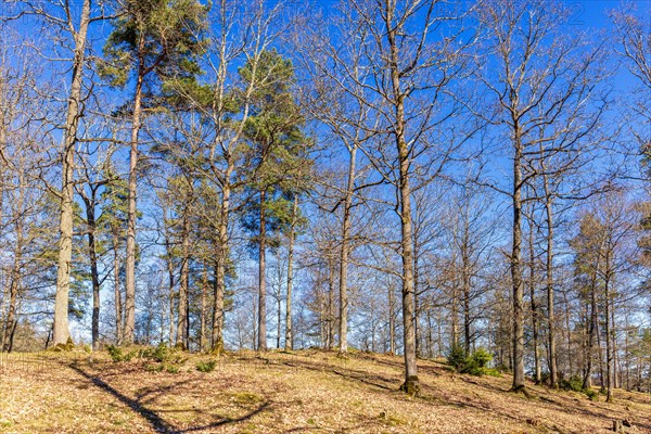 Grove of trees on a hill a sunny day at springtime