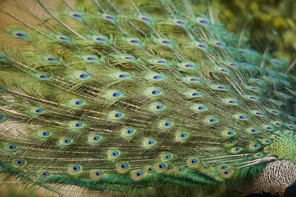 Indian peafowl (Pavo cristatus), feathers, eyes, tail, detail, France, Europe