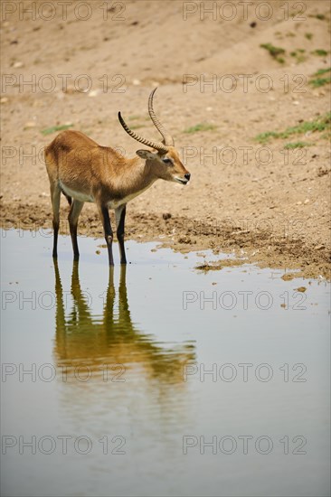 Southern lechwe (Kobus leche) in a waterhole in the dessert, captive, distribution Africa