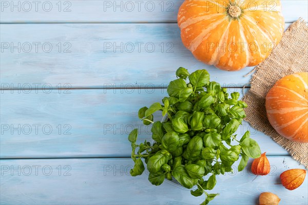 Microgreen sprouts of basil with pumpkin on blue wooden background. Top view, flat lay, copy space