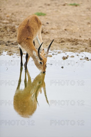 Southern lechwe (Kobus leche) in a waterhole in the dessert, captive, distribution Africa