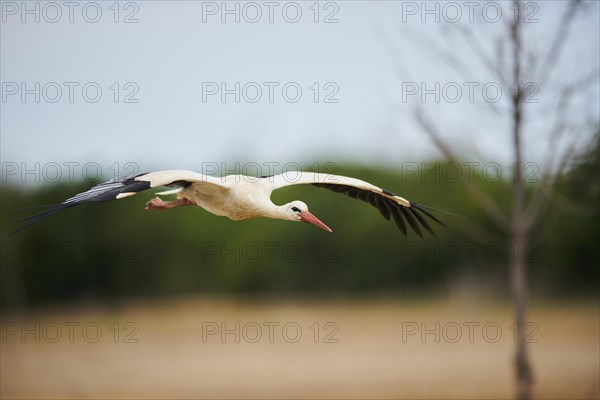 White stork (Ciconia ciconia) landing, flying, France, Europe