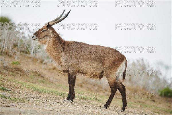 Waterbuck (Kobus defassa) in the dessert, captive, distribution Africa