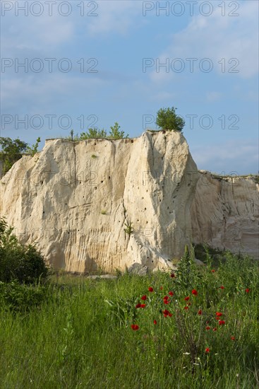 A limestone quarry surrounded by lush grass and wild red flowers under a blue sky, mountain with breeding caves of bee-eaters, Vladimirovo, Dobrich, Black Sea, Bulgaria, Europe