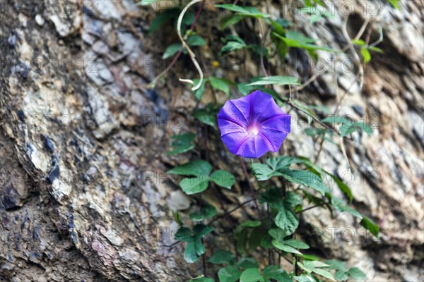 Blue bindweed (Ipomoea), funnel bindweed, Barcelona, Spain, Europe