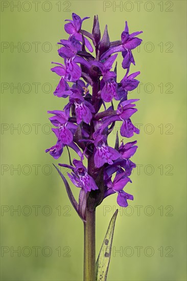 Broad-leaved orchid